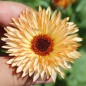 Preview: Ringelblume Orange Flash (Samen)