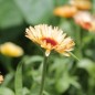 Preview: Ringelblume Orange Flash (Samen)