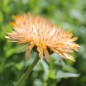 Preview: Ringelblume Orange Flash (Samen)