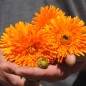 Preview: Ringelblume Orange Strahlen (Samen)
