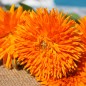 Preview: Ringelblume Orange Strahlen (Samen)