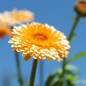 Preview: Ringelblume Pink Surprise (Samen)