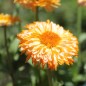Preview: Ringelblume Pink Surprise (Samen)