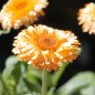 Preview: Ringelblume Pink Surprise (Samen)