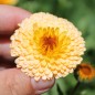 Preview: Ringelblume Pink Surprise (Samen)