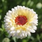Preview: Ringelblume Snow Princess (Samen)