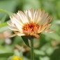 Preview: Ringelblume Sunset Buff (Samen)