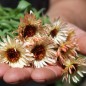 Preview: Ringelblume Sunset Buff (Samen)