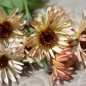 Preview: Ringelblume Sunset Buff (Samen)