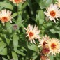 Preview: Ringelblume Sunset Buff (Samen)