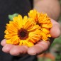 Preview: Ringelblume Touch of Red Orange (Samen)