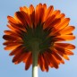 Preview: Ringelblume Touch of Red Orange (Samen)
