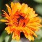 Preview: Ringelblume Touch of Red Orange (Samen)