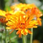 Preview: Ringelblume Touch of Red Orange (Samen)