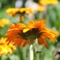 Preview: Ringelblume Touch of Red Orange (Samen)