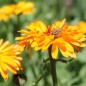 Preview: Ringelblume Touch of Red Orange (Samen)