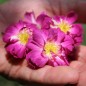 Preview: Kletterrose Veilchenblau (Pflanze)