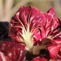 Preview: Rosen-Chicoree Goriziana o Rosa Isontina (Samen)