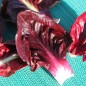 Preview: Rosen-Chicoree Goriziana o Rosa Isontina (Samen)