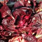 Preview: Rosen-Chicoree Goriziana o Rosa Isontina (Samen)