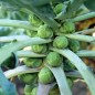 Preview: Rosenkohl Roodnerf (Samen)