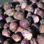 Preview: Rosenkohl rot (Samen)