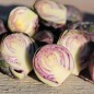 Preview: Rosenkohl rot (Samen)