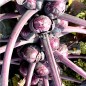 Preview: Rosenkohl rot (Samen)