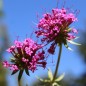 Preview: Rosenwaldmeister (Samen)
