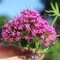 Preview: Rosenwaldmeister (Samen)