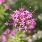Preview: Rosenwaldmeister (Samen)