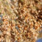 Preview: Rote Hirse / Bluthirse (Samen)
