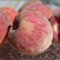 Preview: Roter Weinbergpfirsich (Pflanze)