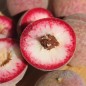 Preview: Roter Weinbergpfirsich (Pflanze)