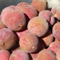 Preview: Roter Weinbergpfirsich (Pflanze)