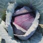 Preview: Rotkohl Cabeza Negra (Samen)