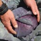 Preview: Rotkohl Langedijker Sommer (Samen)