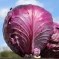 Preview: Rotkohl Langedijker Sommer (Samen)