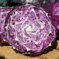 Preview: Rotkohl Langedijker Sommer (Samen)