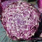Preview: Rotkohl Mammoth Red Rock (Samen)