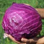 Preview: Rotkohl Mammoth Red Rock (Samen)
