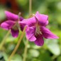 Preview: Pfingstveilchen Rubra (Samen)