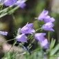 Preview: Rundblättrige Glockenblume (Samen)