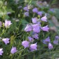 Preview: Rundblättrige Glockenblume (Samen)