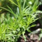 Preview: Rundblättrige Glockenblume (Samen)