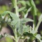 Preview: Ruthenische Kugeldistel blau (Samen)