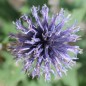 Preview: Ruthenische Kugeldistel blau (Samen)