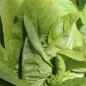 Preview: Salat Amish Deer Tongue (Samen)