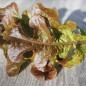Preview: Salat Ashley (Samen)