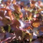 Preview: Salat Ashley (Samen)